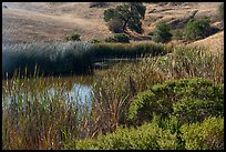 Pond and reeds, Calero County Park. California, USA ( color)