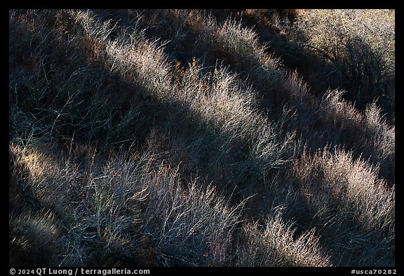 Light and shadow on shrubs, Almaden Quicksilver County Park. San Jose, California, USA (color)
