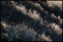 Light and shadow on shrubs, Almaden Quicksilver County Park. San Jose, California, USA ( color)