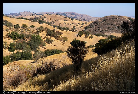 Hills with oaks in summer below Coyote Peak, Coyote Valley Open Space Preserve. California, USA