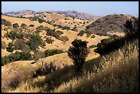 Hills with oaks in summer below Coyote Peak, Coyote Valley Open Space Preserve. California, USA ( color)
