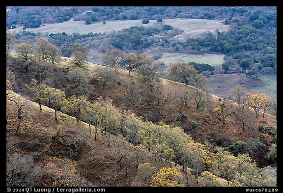 Oak trees on ridge in autumn, Joseph Grant County Park. San Jose, California, USA (color)