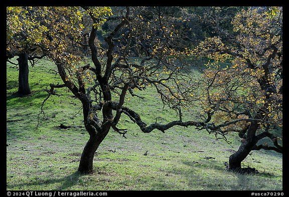 Oak trees with few remaining leaves in autumn, Coyote Lake Harvey Bear Ranch County Park. California, USA