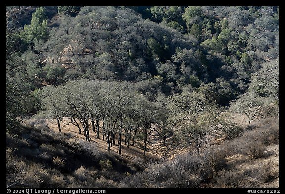 Oak trees winter, Calero County Park. California, USA (color)
