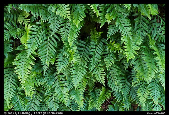 Ferns, Alum Rock Park. San Jose, California, USA (color)