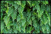Ferns, Alum Rock Park. San Jose, California, USA ( color)