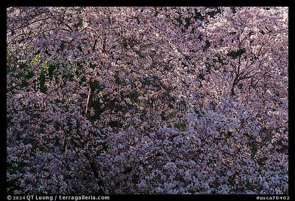 Tree in bloom, Alum Rock Park. San Jose, California, USA (color)