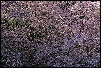 Tree in bloom, Alum Rock Park. San Jose, California, USA ( color)