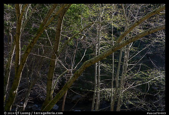 Valley trees in early spring, Alum Rock Park. San Jose, California, USA (color)