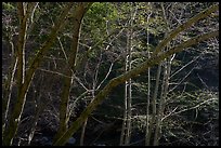 Valley trees in early spring, Alum Rock Park. San Jose, California, USA ( color)