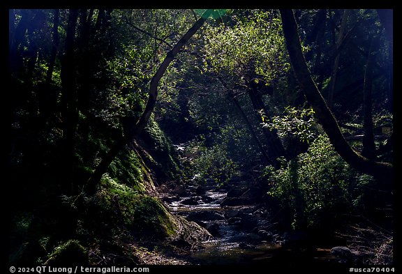 Upper Penitencia Creek, Alum Rock Park. San Jose, California, USA (color)