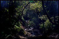 Upper Penitencia Creek, Alum Rock Park. San Jose, California, USA ( color)