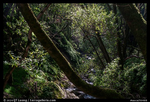 Upper Penitencia Creek flowing in forest, Alum Rock Park. San Jose, California, USA (color)