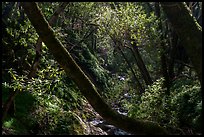Upper Penitencia Creek flowing in forest, Alum Rock Park. San Jose, California, USA ( color)