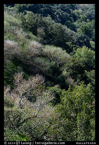 South Rim in early spring, Alum Rock Park. San Jose, California, USA (color)