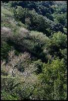 South Rim in early spring, Alum Rock Park. San Jose, California, USA ( color)