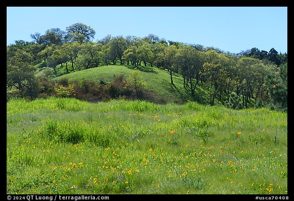 Sunflowers and oak trees, Coyote Valley Open Space Preserve. California, USA