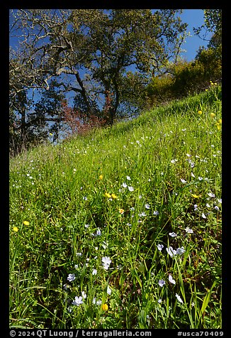 Wildflowers on hillside with oaks, Coyote Valley Open Space Preserve. California, USA (color)