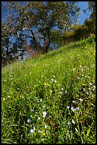 Wildflowers on hillside with oaks, Coyote Valley Open Space Preserve. California, USA ( color)