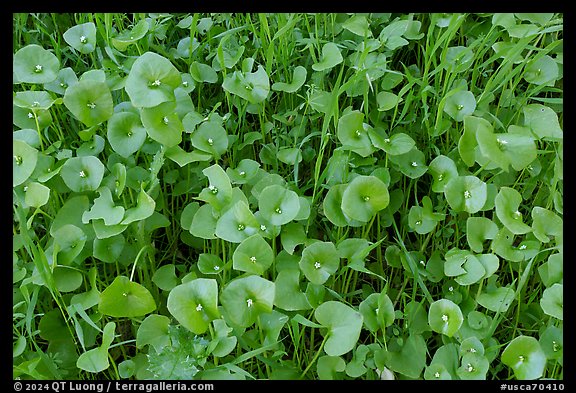 Close-up of Miner's Lettuce with blooms, Coyote Valley Open Space Preserve. California, USA (color)