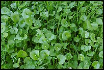 Close-up of Miner's Lettuce with blooms, Coyote Valley Open Space Preserve. California, USA ( color)