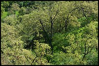 Oak trees, Coyote Valley Open Space Preserve. California, USA ( color)