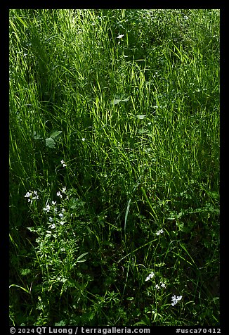 Close-up of spring wildflowers and grasses, Coyote Valley Open Space Preserve. California, USA (color)