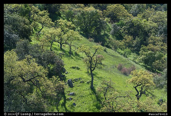 Hillside with freshly leafed oak trees, Coyote Valley Open Space Preserve. California, USA