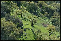 Hillside with freshly leafed oak trees, Coyote Valley Open Space Preserve. California, USA ( color)