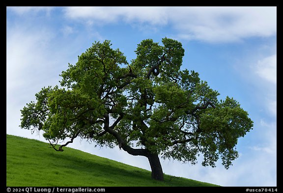 Oak tree against sky in spring, Santa Teresa County Park. California, USA