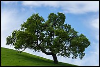 Oak tree against sky in spring, Santa Teresa County Park. California, USA ( color)