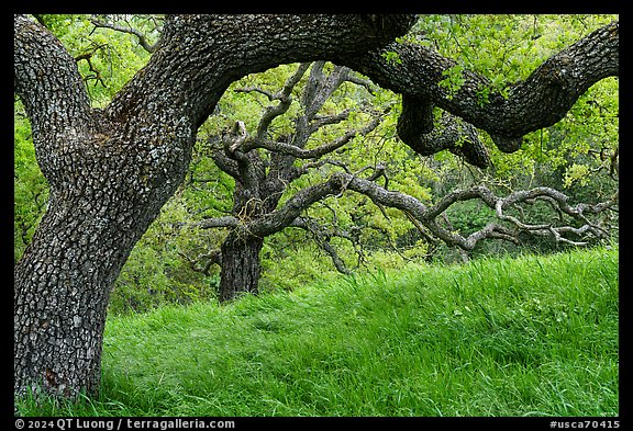 Oak trees with gnarled branches, Santa Teresa County Park. California, USA (color)
