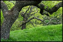 Oak trees with gnarled branches, Santa Teresa County Park. California, USA ( color)