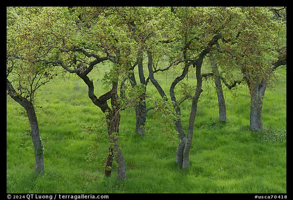 Cluster of newly leaved trees, Calero County Park. California, USA (color)