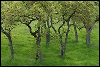 Cluster of newly leaved trees, Calero County Park. California, USA ( color)