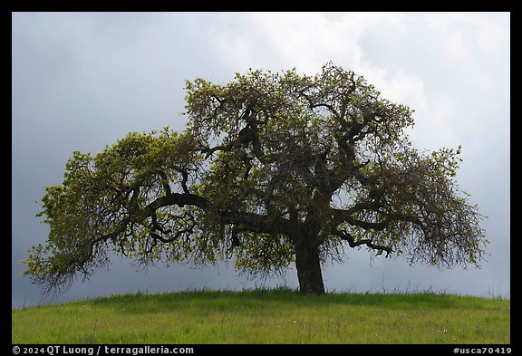 Oak tree against cloudy sky in spring, Calero County Park. California, USA
