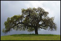 Oak tree against cloudy sky in spring, Calero County Park. California, USA ( color)