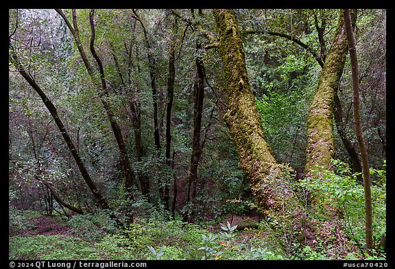 Forest with mossy trees, Bear Creek Redwoods Open Space Preserve. California, USA