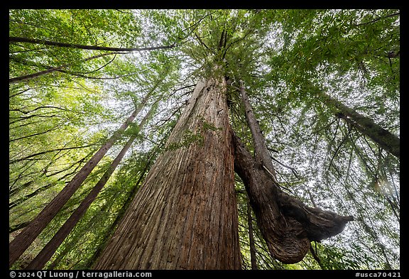 Old growth redwood with secondary trunk, Bear Creek Redwoods Open Space Preserve. California, USA (color)