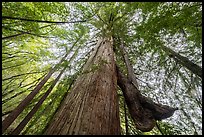 Old growth redwood with secondary trunk, Bear Creek Redwoods Open Space Preserve. California, USA ( color)