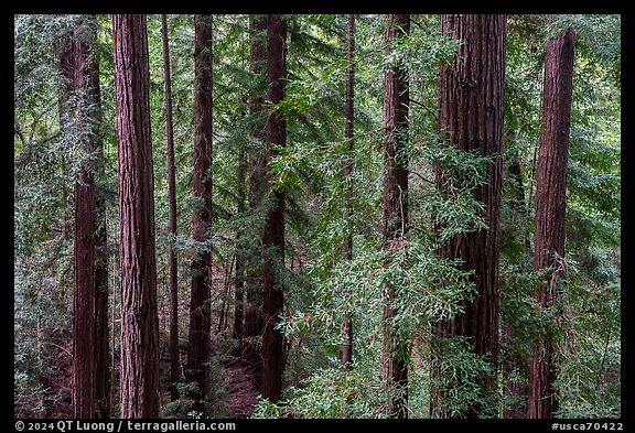 Grove of redwood trees, Bear Creek Redwoods Open Space Preserve. California, USA (color)