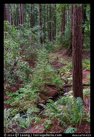 Creek and redwoods, Bear Creek Redwoods Open Space Preserve. California, USA (color)