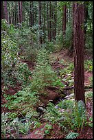 Creek and redwoods, Bear Creek Redwoods Open Space Preserve. California, USA ( color)