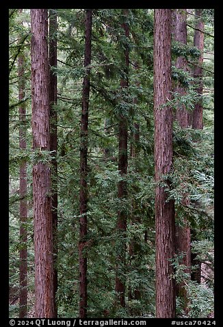 Redwood trunks, Bear Creek Redwoods Open Space Preserve. California, USA (color)