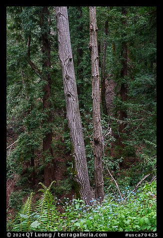 Forget-me-nots and forest, Bear Creek Redwoods Open Space Preserve. California, USA (color)