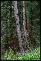 Forget-me-nots and forest, Bear Creek Redwoods Open Space Preserve. California, USA ( color)