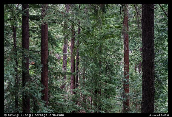 Redwood forest, Bear Creek Redwoods Open Space Preserve. California, USA (color)