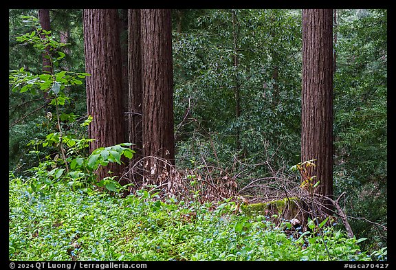 Forget-me-nots and redwood trees, Bear Creek Redwoods Open Space Preserve. California, USA (color)