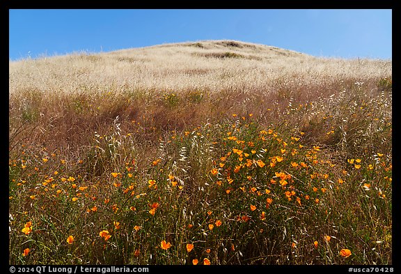California poppies and hill, Coyote Ridge Open Space Preserve. California, USA