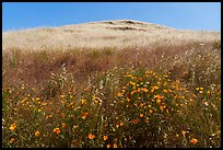 California poppies and hill, Coyote Ridge Open Space Preserve. California, USA ( color)